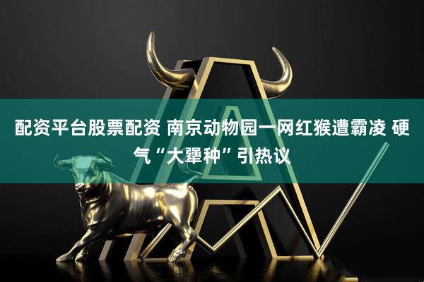 配资平台股票配资 南京动物园一网红猴遭霸凌 硬气“大犟种”引热议